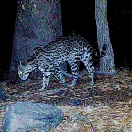 20230725 - Ocelot on trail camera - profile left - Jason Miller-https---www.youtube.com-@JasonMillerOutdoors